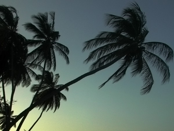 normal_palmtrees
